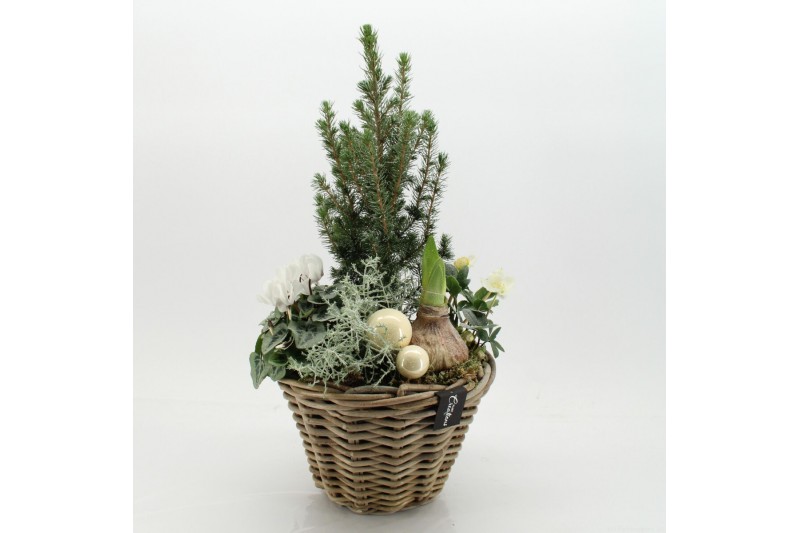 Arrangementen tuinplanten ODXM-2520 Xmas Outdoor 5 pp 