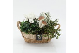 Arrangementen tuinplanten ODXM-2551 Xmas Outdoor 2 pp