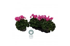 Cyclamen pers. super serrie mammoth Cyclamen Mammoth NeonPink 32 cm di
