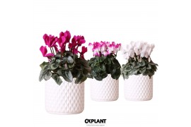Cyclamen pers. midi Cyclamen mix in Diamond pot white 25 cm diameter 1