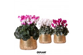 Cyclamen pers. midi Cyclamen mix in Luxury pot gold 25 cm diameter 1 p