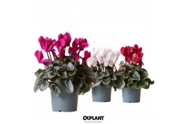 Cyclamen pers. midi super serie rembrandt Cyclamen Rembrandt mix 25 cm