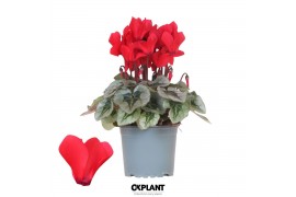 Cyclamen pers. midi super serie rembrandt Cyclamen Rembrandt red 25 cm