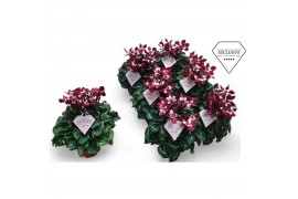 Cyclamen pers. super serie djix Cyclamen Exclusive® Djix Wijnrood 20 c