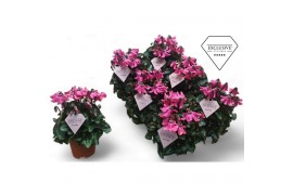 Cyclamen pers. super serie petticoat Cyclamen Exclusive® Petticoat Pin