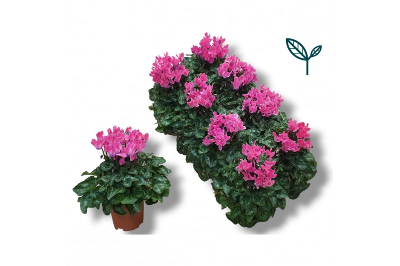 Cyclamen pers. super serie compact Cyclaam-LICHT ROZE 17 cm diameter l 