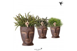 Rhipsalis mix Kolibri Greens Rhipsalis mix in Totem Mask pot1 pp