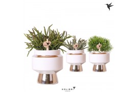 Rhipsalis mix Kolibri Greens Rhipsalis mix in Le Chic pot silver1 pp