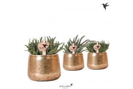 Rhipsalis mix Kolibri Greens Rhipsalis mix in Luxury pot gold1 pp