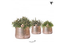 Rhipsalis mix Kolibri Greens Rhipsalis mix in Luxury pot silver1 pp