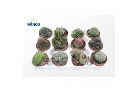 Cactus mix Cactus Mix (exclusive) (12spc.)
