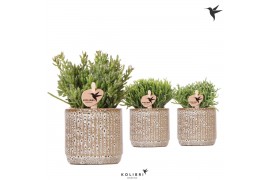 Rhipsalis mix Kolibri Greens Rhipsalis mix in Jaguar pot1 pp