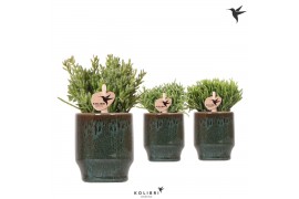 Rhipsalis mix Kolibri Greens Rhipsalis mix in Classy pot green1 pp