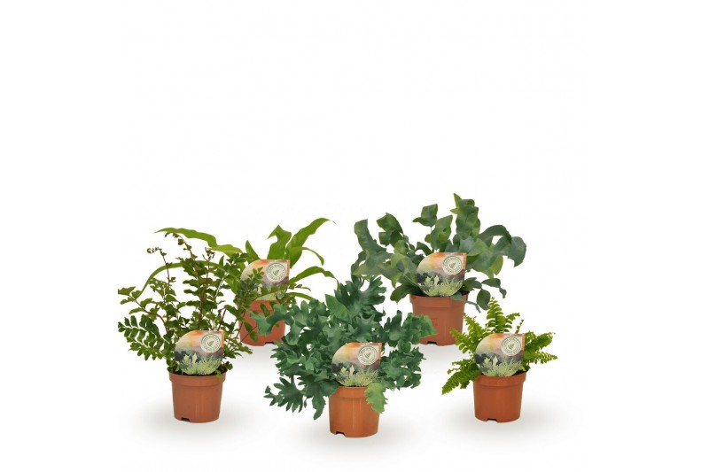 Varens mix Varenmix - minimaal 5 soorten 