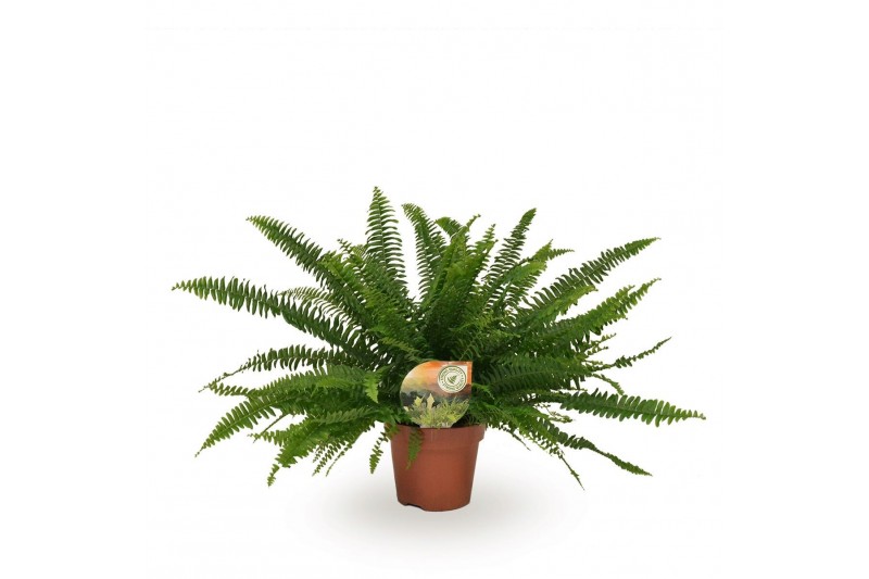 Nephrolepis exaltata green lady Nephrolepis Green Lady60 cm diameter 