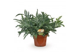 Phlebodium blue star