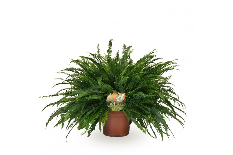 Nephrolepis exaltata green lady Nephrolepis Green Lady60 cm diameter 