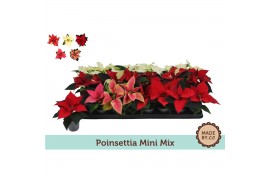 Euphorbia pul. mix Euph. Poinsettia Mini Mix1 bl.