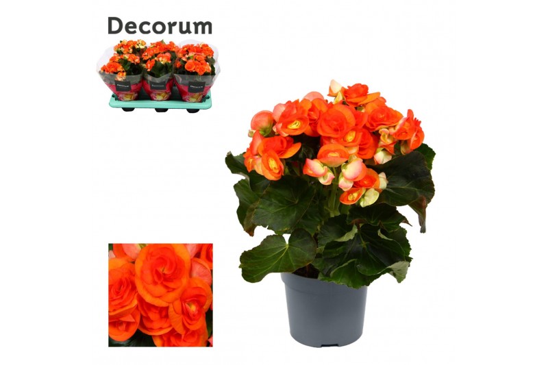 Begonia elatior du. reina oranje Begonia reina oranje 13 cm Decorumpp 