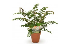 Didymochlaena truncatula