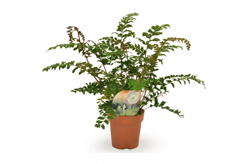 Didymochlaena truncatula 