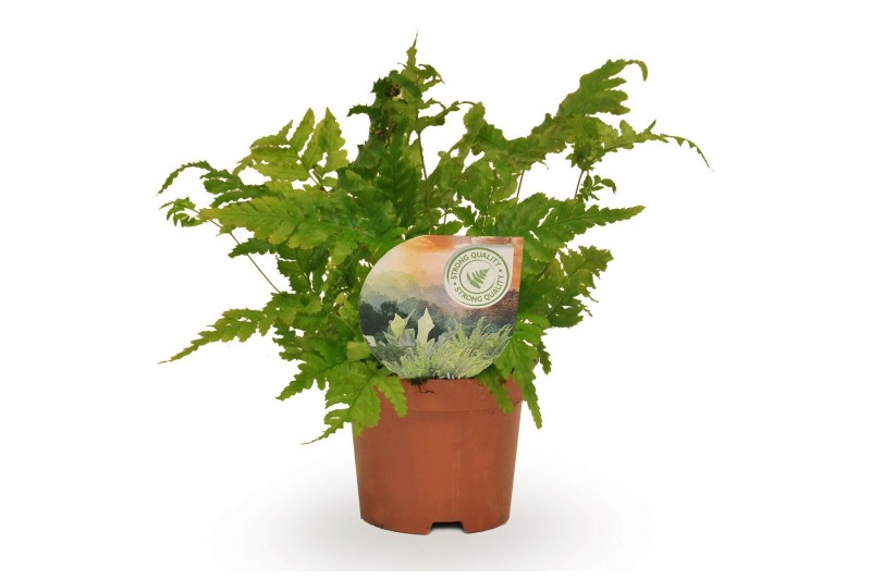 Dryopteris erythrosora 