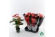 Anthurium andr. madural red royal Anthurium Royal Red Big Flowers Madu 