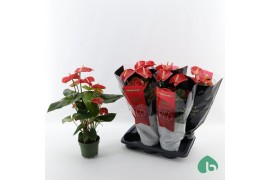Anthurium andr. madural red royal Anthurium Royal Red Big Flowers Madu