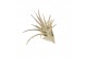 Tillandsia harissi 101591 tillandsia harissi1 bl. 