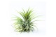 Tillandsia tillandsia ionantha groen1 bl. 