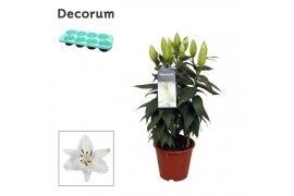 Lilium oriental white souvenir Lilium Oriental Wit 13cmtak/plnt  bl.