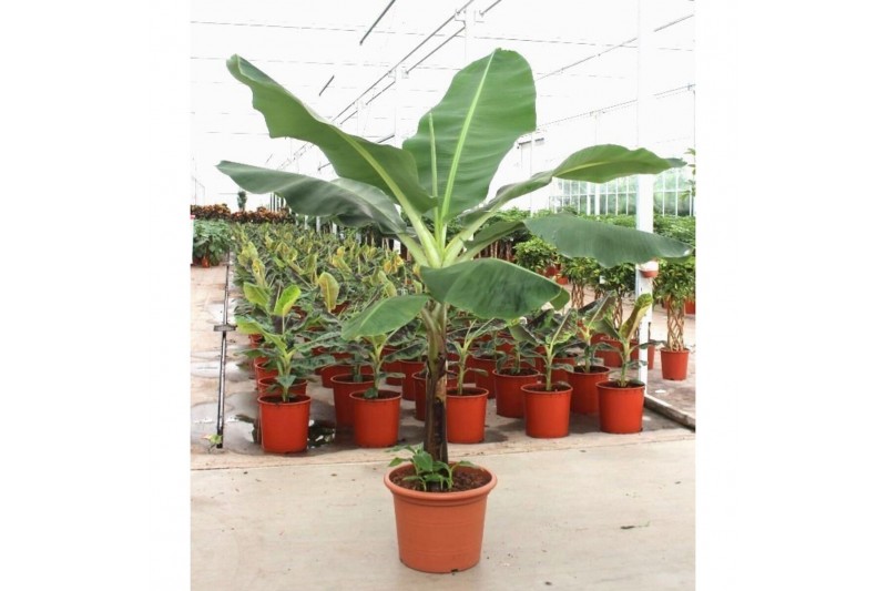 Musa dwarf cavendish Musa Dwarf Cavendish1 pp 