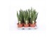 Sansevieria zeylanica 