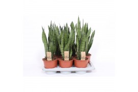 Sansevieria zeylanica