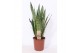 Sansevieria zeylanica 