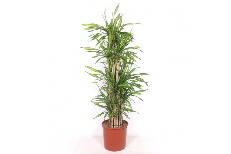 Dracaena fragr. riki Dracaena Rikipp 