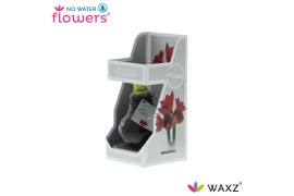 Hippeastrum gewaxt No Water Flowers Waxz® Black in Gift Box2 tak/plnt