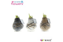 Hippeastrum gewaxt No Water Flowers Waxz® Art Rembrandt2 tak/plnt