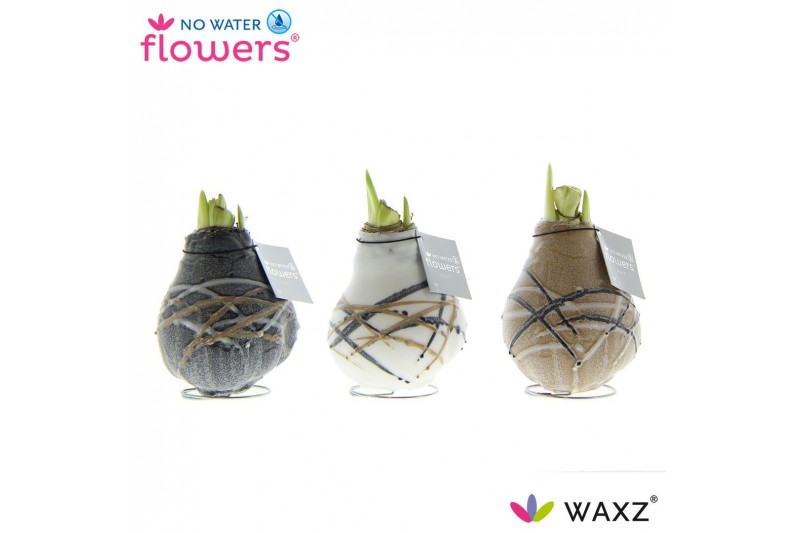 Hippeastrum gewaxt No Water Flowers Waxz® Art Rembrandt2 tak/plnt 