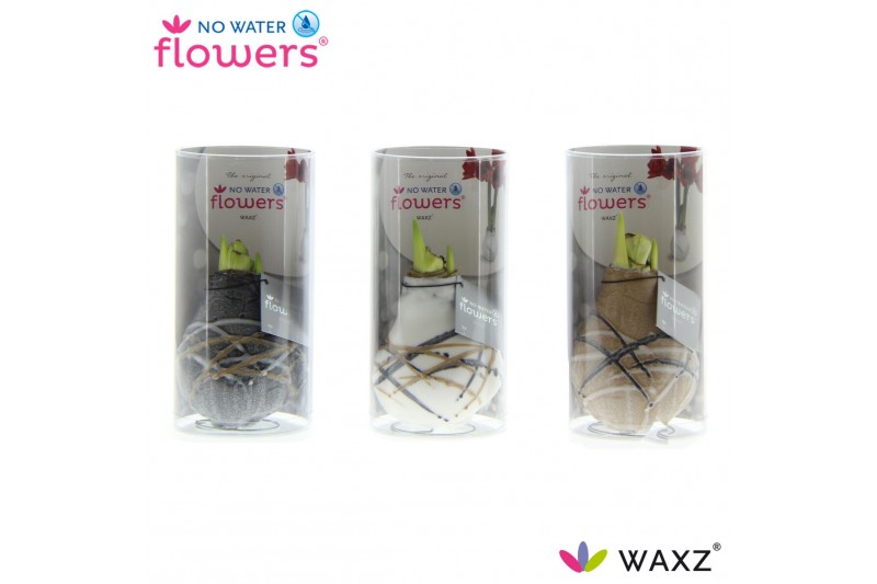 Hippeastrum gewaxt No Water Flowers Waxz® Art Rembrandt in Koker2 tak/ 