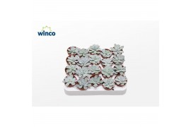 Echeveria colorata Echeveria Colorataoverige bl.