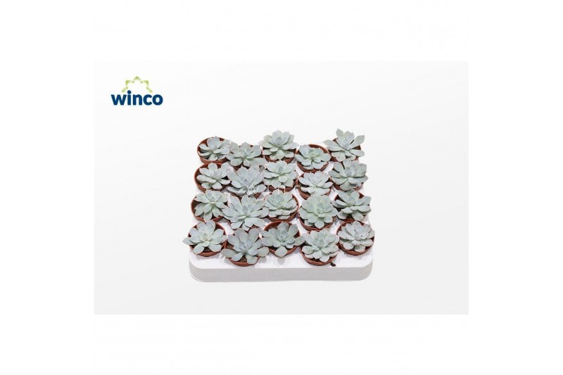 Echeveria colorata Echeveria Colorataoverige bl. 