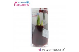 Hippeastrum gewaxt No Water Flowers Velvet Touchz® Bordeaux in koker2 