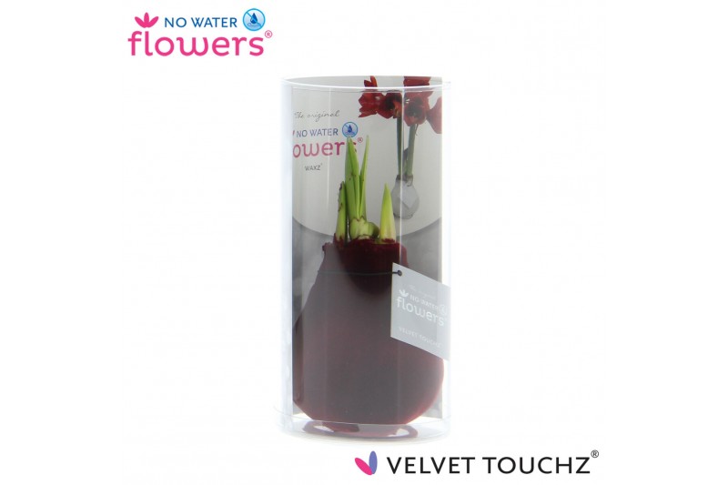 Hippeastrum gewaxt No Water Flowers Velvet Touchz® Bordeaux in koker2  