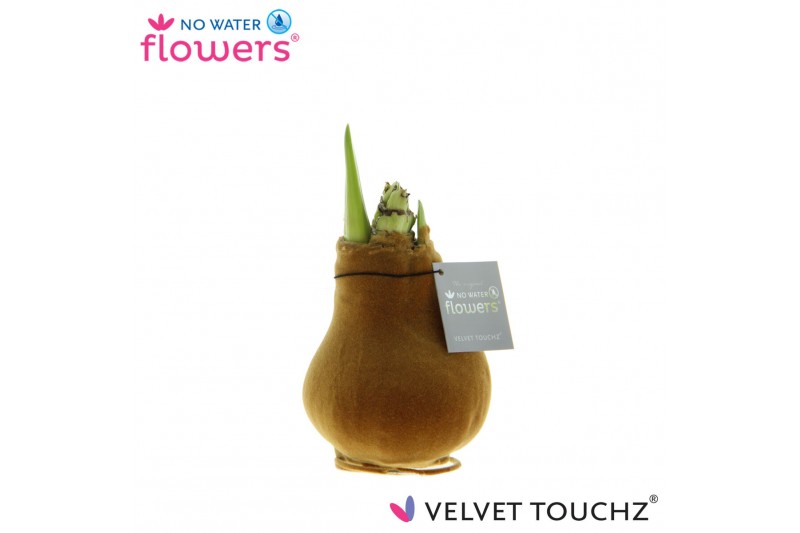 Hippeastrum gewaxt No Water Flowers Velvet Touchz® Copper2 tak/plnt 