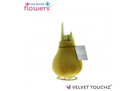 Hippeastrum gewaxt No Water Flowers Velvet Touchz® Gold2 tak/plnt