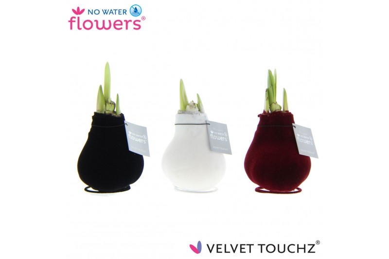 Hippeastrum gewaxt No Water Flowers Velvet Touchz® Classic mix2 tak/pl 