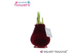 Hippeastrum gewaxt No Water Flowers Velvet Touchz® Bordeaux2 tak/plnt