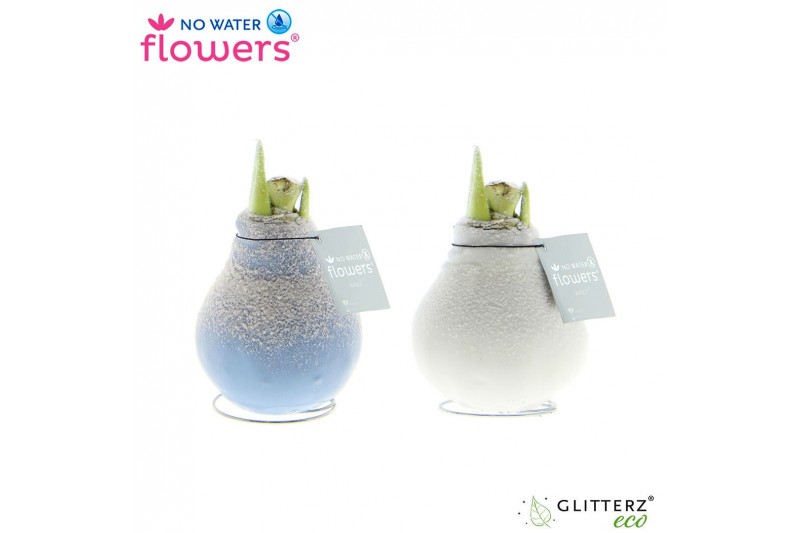 Hippeastrum gewaxt No Water Flowers® Frozen mix2 tak/plnt 