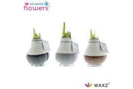Hippeastrum gewaxt No Water Flowers Waxz® Dipz Natural2 tak/plnt